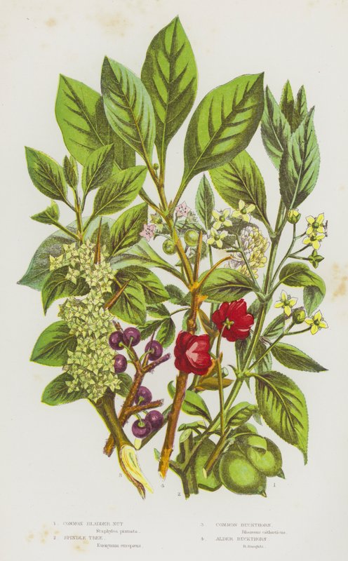 Plantes à fleurs de Grande-Bretagne : Staphylier commun, Fusain d
