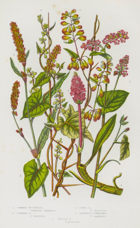 Plantes à fleurs de Grande-Bretagne : Sarrasin commun, Sarrasin grimpant, Sarrasin des bois, Renouée amphibie, Renouée persicaire - English School