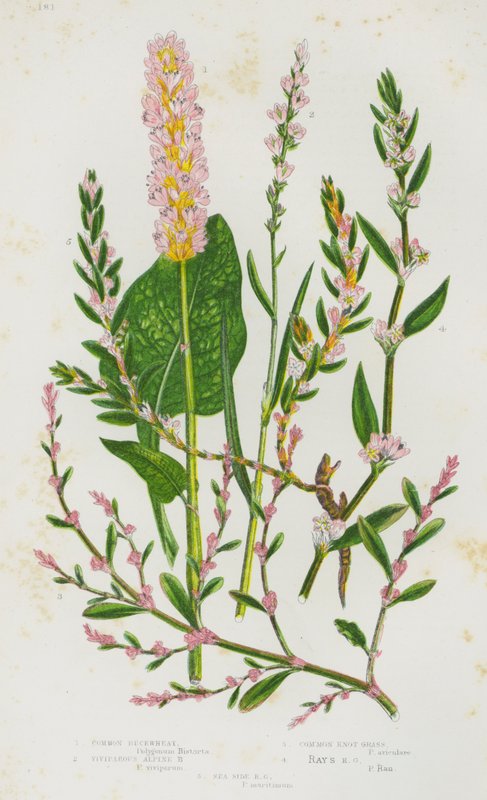 Plantes à fleurs de Grande-Bretagne : Sarrasin commun, Sarrasin vivipare alpin, Renouée commune, Renouée des rives, Renouée maritime - English School