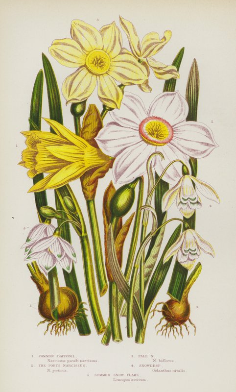 Plantes à fleurs de Grande-Bretagne : Jonquille commune, Narcisse des poètes, Narcisse pâle, Perce-neige, Flocon de neige d