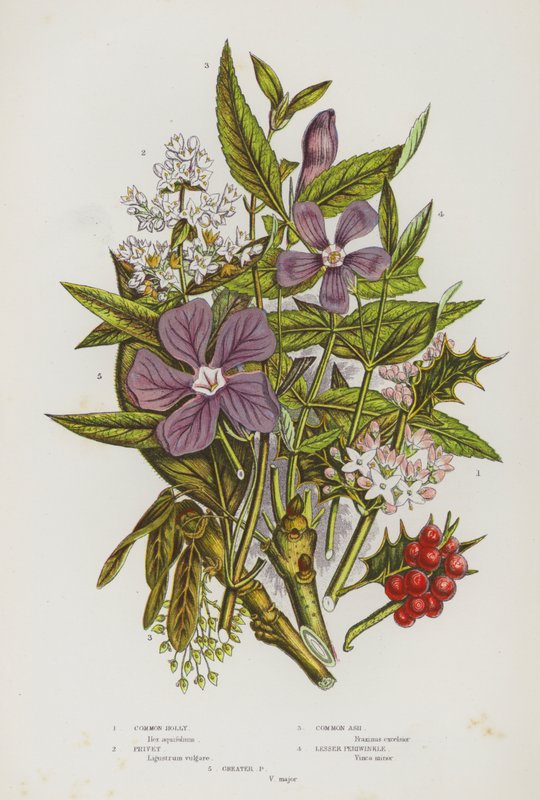 Plantes à fleurs de Grande-Bretagne : Houx commun, Troène, Frêne commun, Petite pervenche, Grande pervenche (lithographie en couleur) - English School