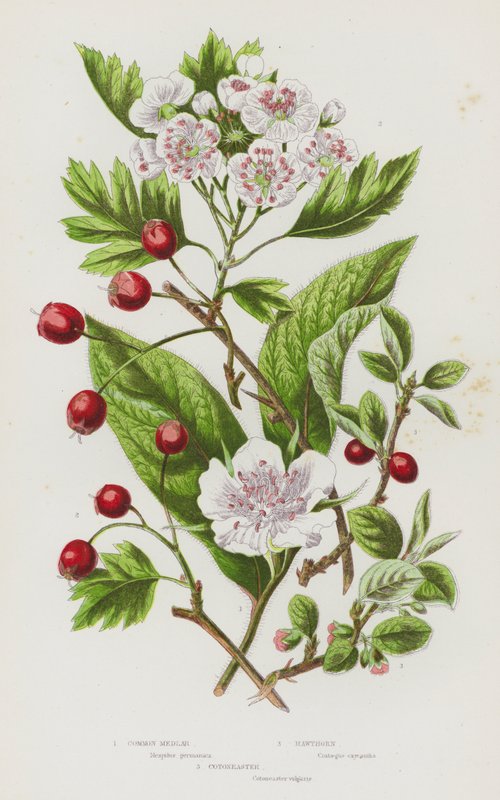 Plantes à fleurs de Grande-Bretagne : Néflier commun, Aubépine, Cotonéaster - English School