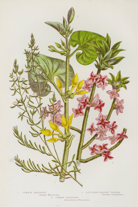 Plantes à fleurs de Grande-Bretagne : Bois-joli, Thesium linéaire, Aristolochia clematitis - English School