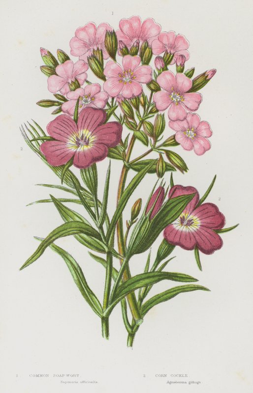 Plantes à fleurs de Grande-Bretagne : Saponaire commune, Nielle des blés - English School