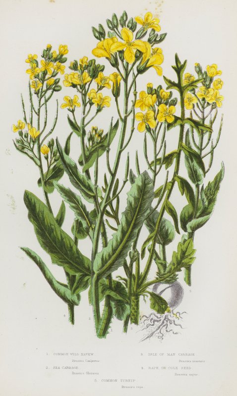 Plantes à fleurs de Grande-Bretagne : Navet sauvage commun, Chou marin, Chou de l