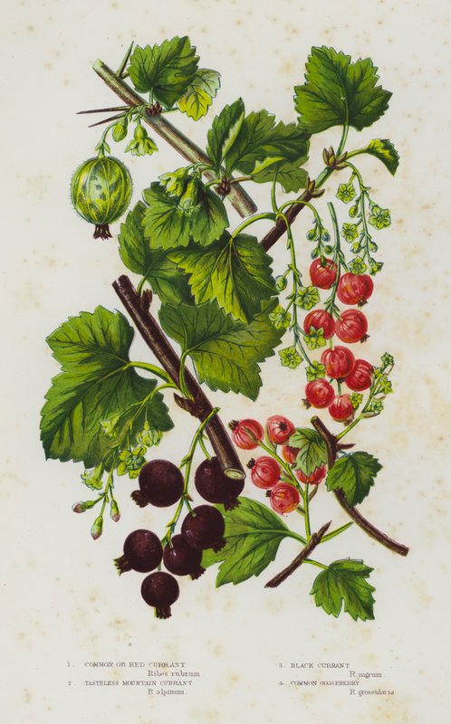 Plantes à fleurs de Grande-Bretagne : Groseillier commun ou rouge, Groseillier des montagnes insipide, Cassis, Groseillier à maquereau commun - English School