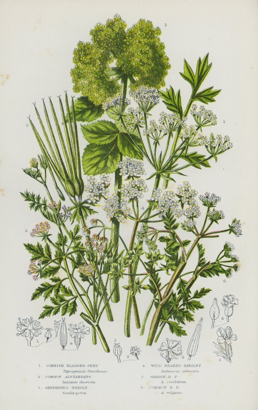 Plantes à fleurs de Grande-Bretagne : Siliquoselle cornue, Maceron, Aiguille du berger, Persil sauvage, Persil de jardin, Persil commun - English School