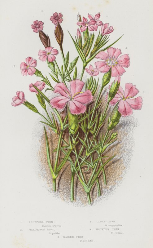 Plantes à fleurs de Grande-Bretagne : Œillet de Deptford, Œillet prolifère, Œillet giroflée, Œillet des montagnes, Œillet des jeunes filles - English School