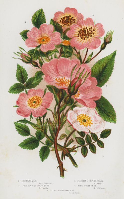Plantes à fleurs de Grande-Bretagne : Rosier de Dickson, Rosier nain à fruits rouges, Églantier légèrement parfumé, Églantier vrai, Rosier des chiens à styles serrés - English School