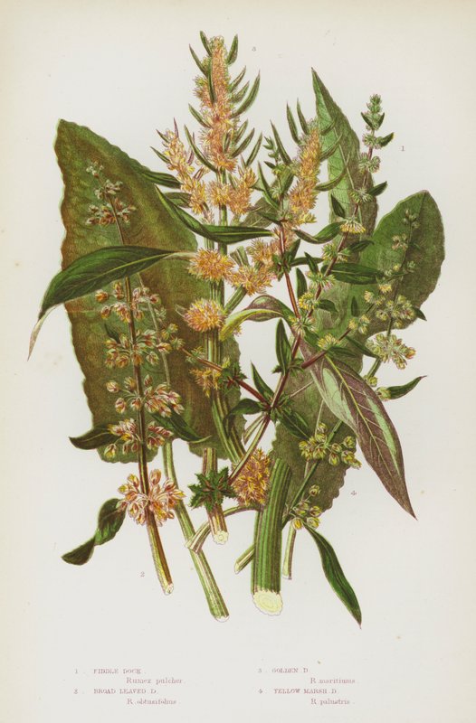 Plantes à fleurs de Grande-Bretagne : Patience à feuilles larges, Patience dorée, Patience jaune des marais - English School