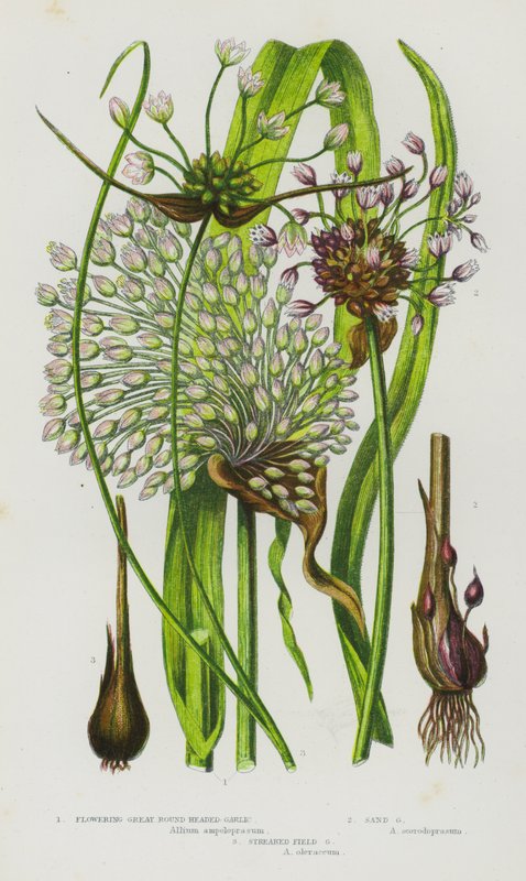 Plantes à fleurs de Grande-Bretagne : Ail à tête ronde, Ail des sables, Ail des champs strié - English School