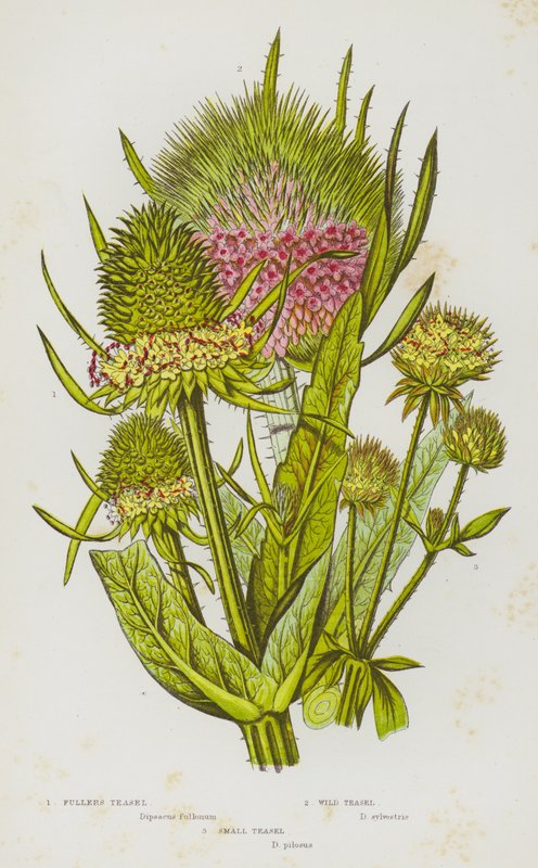 Plantes à fleurs de Grande-Bretagne : Cardère des foulons, Cardère sauvage, Petite cardère - English School