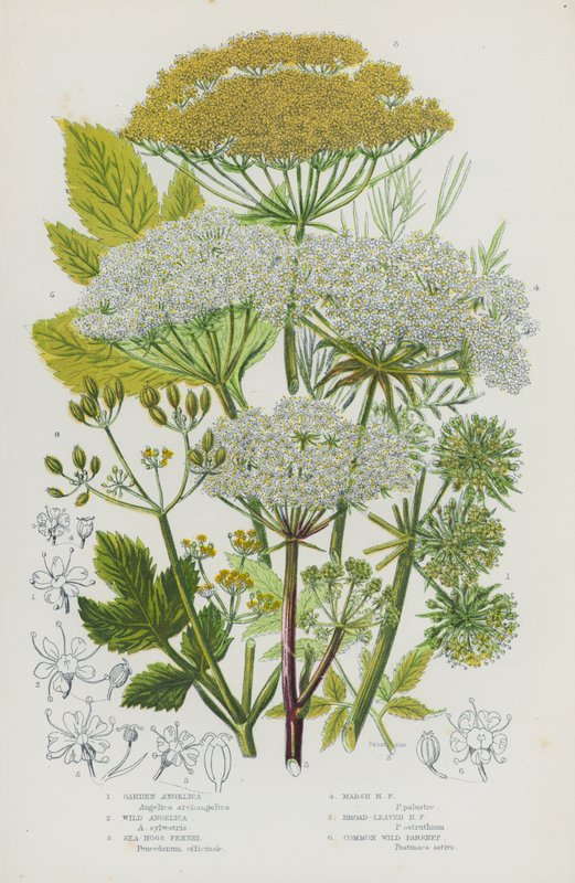 Plantes à fleurs de Grande-Bretagne : Angélique des jardins, Angélique sauvage, Fenouil marin, Fenouil des marais, Fenouil à larges feuilles, Panais sauvage commun (lithographie en couleur) - English School