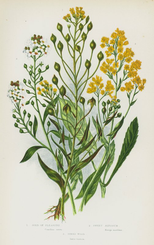 Plantes à fleurs de Grande-Bretagne : Or des prés, Alysson odorant, Pastel des teinturiers - English School