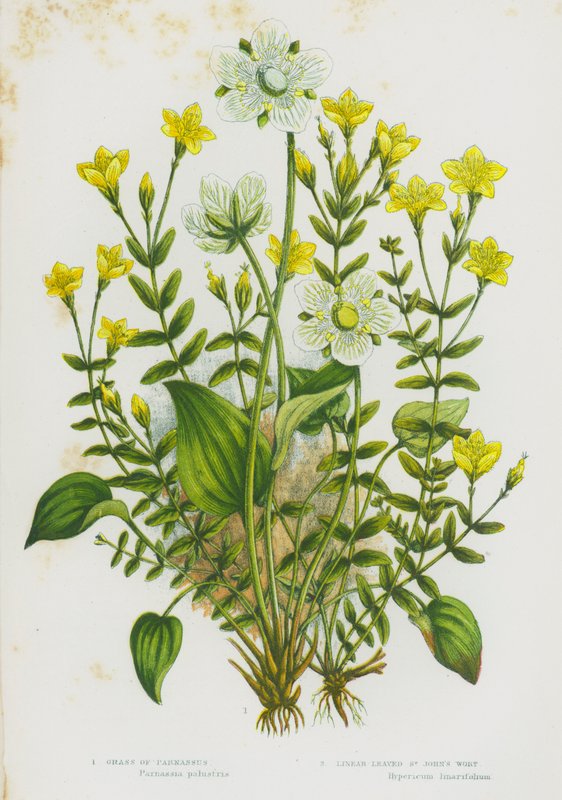 Plantes à fleurs de Grande-Bretagne : Grassette de Parnassie, Millepertuis à feuilles linéaires - English School