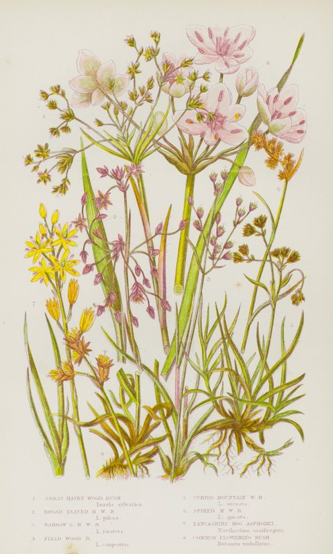 Plantes à fleurs de Grande-Bretagne : Luzule à grandes fleurs, Luzule à feuilles larges, Luzule à feuilles étroites, Luzule des champs, Luzule des montagnes courbée, Luzule des montagnes en épis, Asphodèle des marais du Lancashire, Jonc fleuri commun - English School