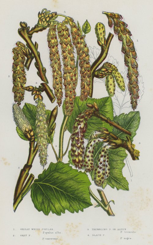 Plantes à fleurs de Grande-Bretagne : Peuplier blanc, Peuplier gris, Peuplier tremble, Peuplier noir - English School