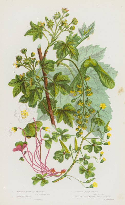 Plantes à fleurs de Grande-Bretagne : Érable plus grand ou sycomore, érable commun, oxalis des bois commun, oxalis des bois jaune rampant - English School
