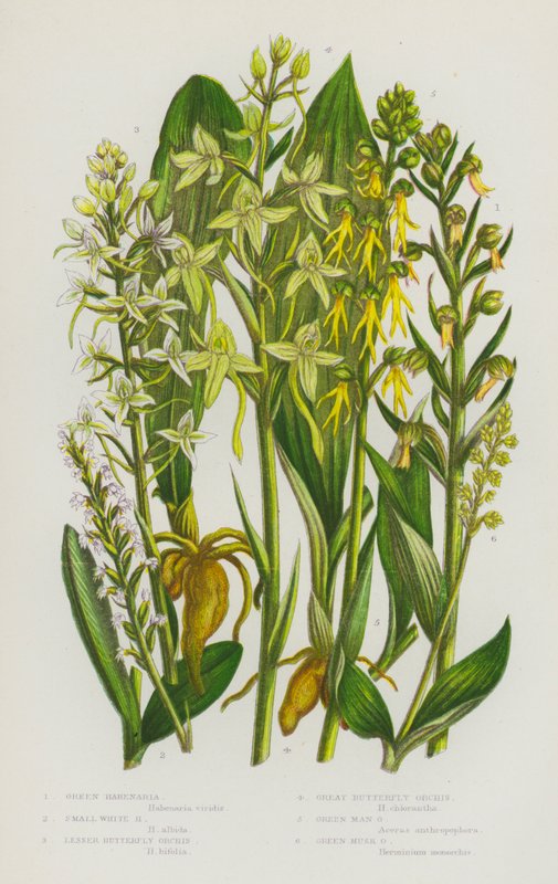 Plantes à fleurs de Grande-Bretagne : Orchis grenouille, Orchis blanc, Orchis papillon, Orchis papillon géant, Orchis homme vert, Orchis musc vert - English School