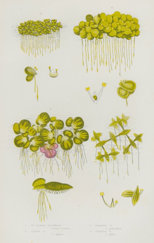 Plantes à fleurs de Grande-Bretagne : Lentille d