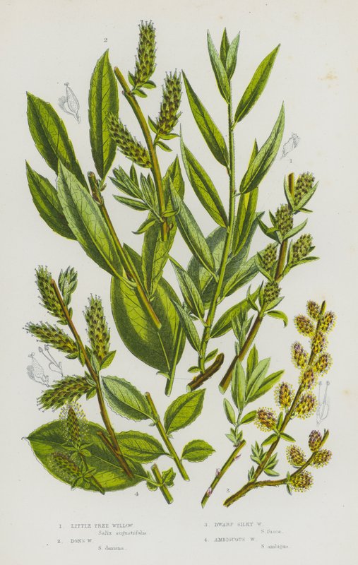 Plantes à fleurs de Grande-Bretagne : Saule arborescent, Saule de Don, Saule soyeux nain, Saule ambigu - English School