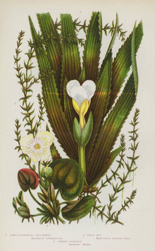 Plantes à fleurs de Grande-Bretagne : Anacharis à longues fleurs, Hydrocharis, Soldat d