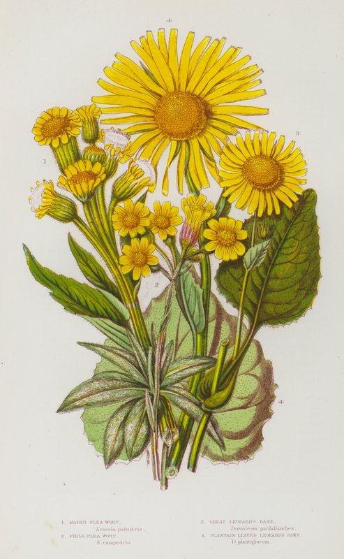 Plantes à fleurs de Grande-Bretagne : Pulicaire des marais, Pulicaire des champs, Doronic à feuilles de plantain - English School