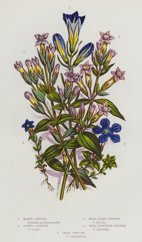 Plantes à fleurs de Grande-Bretagne : Gentiane des marais, Gentiane printanière, Petite gentiane alpine, Gentiane à petites fleurs, Gentiane des champs - English School