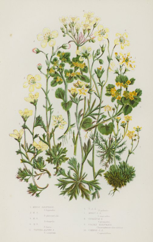 Plantes à fleurs de Grande-Bretagne : Saxifrage mousseux, Saxifrage mousseux, Saxifrage mousseux, Saxifrage mousseux, Saxifrage alpin touffu, Saxifrage alpin touffu, Saxifrage alpin mousseux, Saxifrage géranium, Saxifrage doré, Saxifrage doré commun - English School