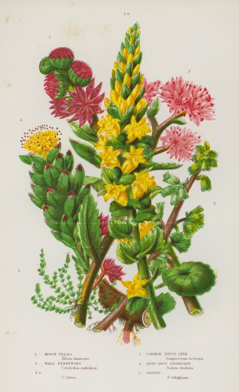 Plantes à fleurs de Grande-Bretagne : Tillaea mousseuse, Nombril de Vénus, Nombril de Vénus, Joubarbe commune, Orpin rose, Orpin - English School