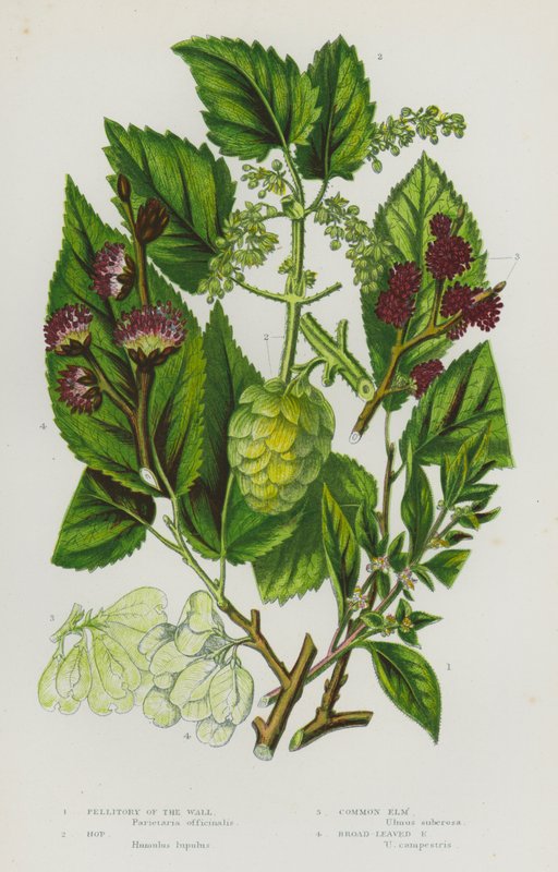 Plantes à fleurs de Grande-Bretagne : Pariétaire des murs, Houblon, Orme commun, Orme à larges feuilles - English School