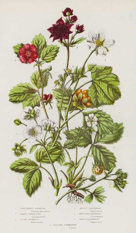 Plantes à fleurs de Grande-Bretagne : Sibbaldie rampante, Potentille des marais, Ronce de pierre, Framboisier arctique, Framboisier des montagnes, Fraisier des bois, Fraisier hautbois - English School