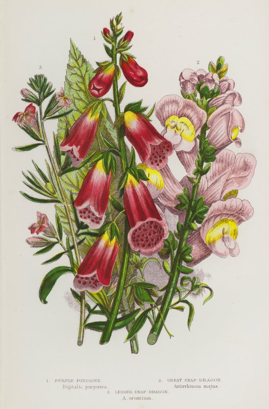 Plantes à fleurs de Grande-Bretagne : Digitale pourpre, Grand muflier, Petit muflier - English School