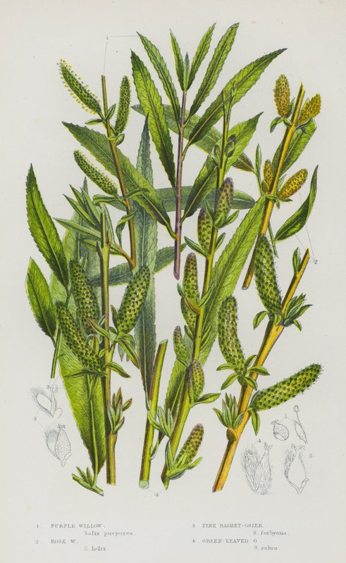 Plantes à fleurs de Grande-Bretagne : Saule pourpre, Saule rose, Osier à feuilles de pin, Osier à feuilles vertes - English School