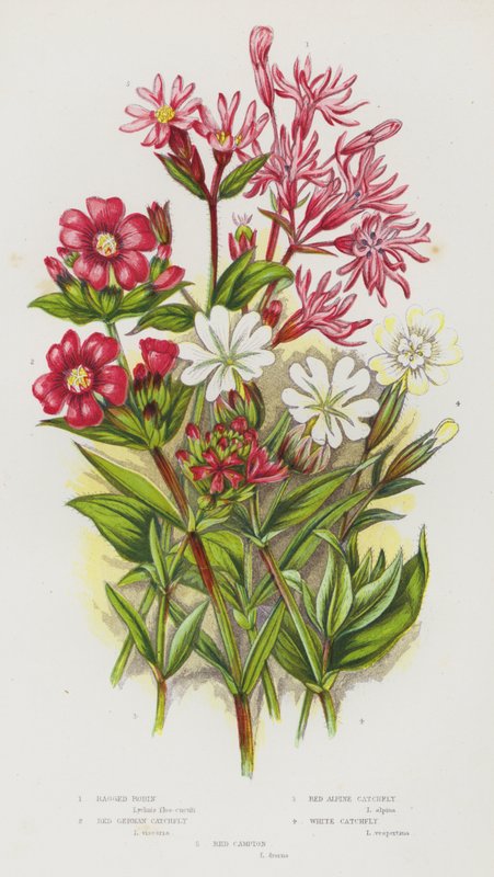 Plantes à fleurs de Grande-Bretagne : Lychnis fleur de coucou, Silène de Germanie, Silène des Alpes, Silène blanc, Compagnon rouge - English School