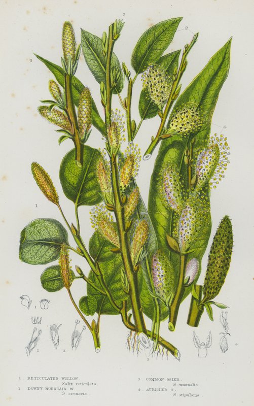 Plantes à fleurs de Grande-Bretagne : Saule réticulé, Saule des montagnes duveteux, Osier commun, Osier auriculé - English School