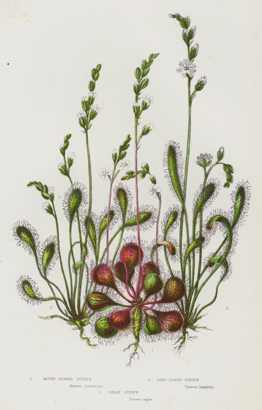Plantes à fleurs de Grande-Bretagne : Rossolis à feuilles rondes, Rossolis à longues feuilles, Grand Rossolis - English School