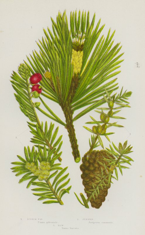 Plantes à fleurs de Grande-Bretagne : Pin sylvestre, Genévrier, If - English School