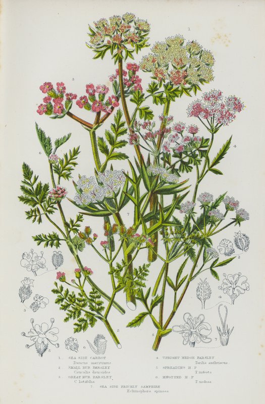Plantes à fleurs de Grande-Bretagne : Carotte de bord de mer, Petite persil de bord de mer, Grande persil de bord de mer, Persil de haie dressé, Persil de haie étalé, Persil de haie noué, Samphire épineux de bord de mer - English School