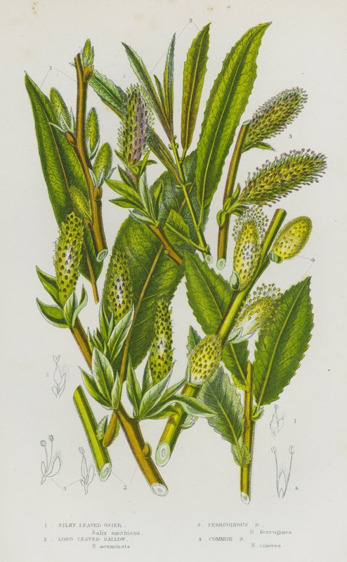 Plantes à fleurs de Grande-Bretagne : Osier à feuilles soyeuses, Saule à longues feuilles, Saule ferrugineux, Saule commun - English School
