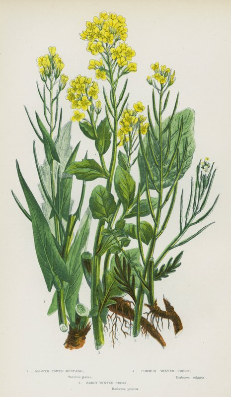 Plantes à fleurs de Grande-Bretagne : Moutarde à tour lisse, Cresson d