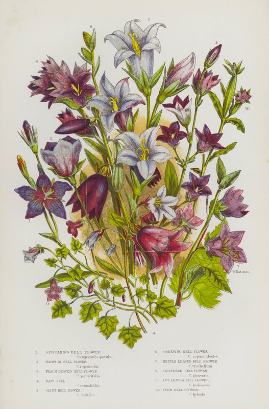 Plantes à fleurs de Grande-Bretagne : Campanule étalée, Campanule raiponce, Campanule à feuilles de pêcher, Campanule à feuilles de lierre, Campanule géante, Campanule rampante, Campanule à feuilles d