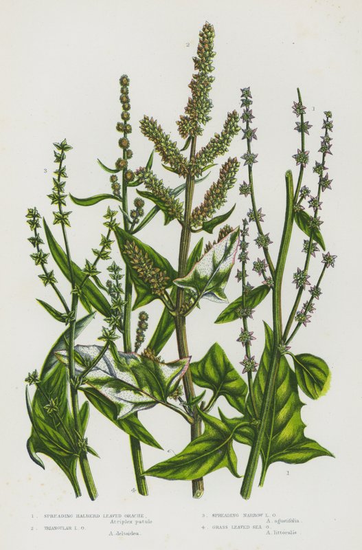 Plantes à fleurs de Grande-Bretagne : Arroche à feuilles de hallebarde, Arroche à feuilles triangulaires, Arroche étroite, Arroche maritime - English School