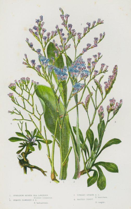 Plantes à fleurs de Grande-Bretagne : Lavande de mer à épis étalés, Lavande de mer à fleurs éloignées, Lavande de mer à épis dressés, Armeria en touffes - English School