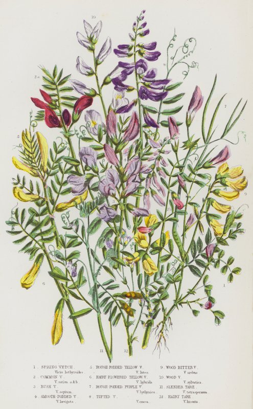 Plantes à fleurs de Grande-Bretagne : Vesce printanière, Vesce commune, Vesce buissonnante, Vesce à gousses lisses, Vesce jaune à gousses rugueuses, Vesce jaune à fleurs velues, Vesce pourpre à gousses rugueuses, Vesce touffue, Vesce amère des bois, Vesce  - English School