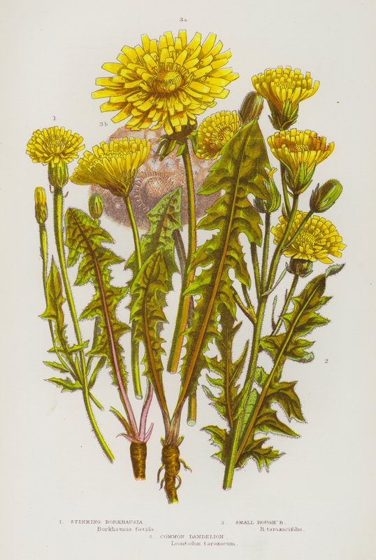 Plantes à fleurs de Grande-Bretagne : Borkhausia puante, Petite rugueuse, Pissenlit commun - English School