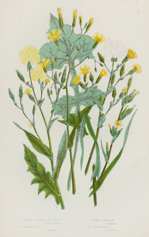 Plantes à fleurs de Grande-Bretagne : Laitue odorante, Laitue épineuse, Laitue à petites feuilles, Laitue à feuilles de lierre - English School