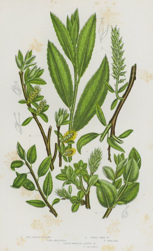 Plantes à fleurs de Grande-Bretagne : Saule à feuilles de thé, Saule arborescent, Saule à feuilles de myrtille - English School