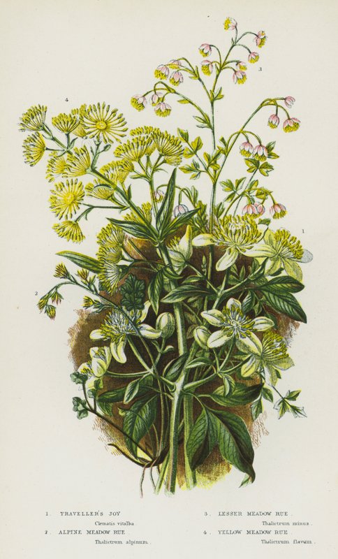 Plantes à fleurs de Grande-Bretagne : Clématite des haies, Rue des prés alpine, Petite rue des prés, Rue des prés jaune - English School
