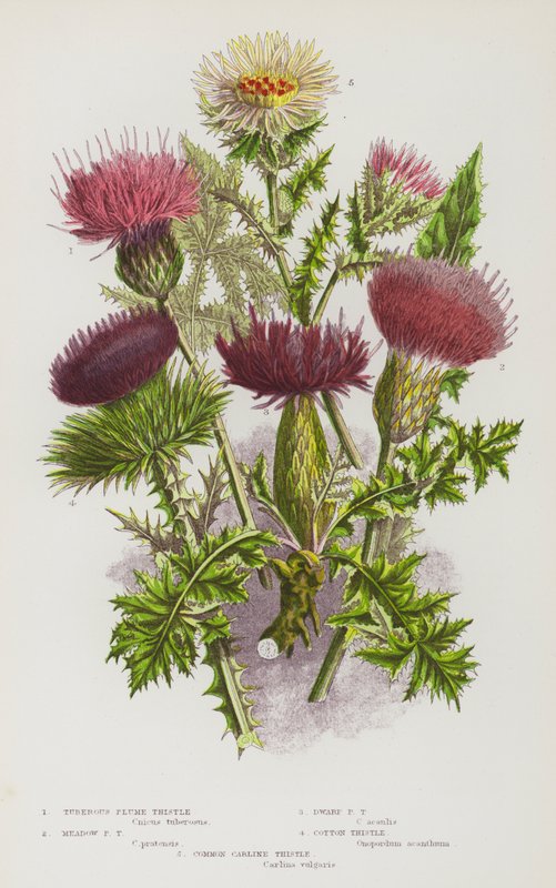 Plantes à fleurs de Grande-Bretagne : Chardon plumeux tubéreux, Chardon plumeux des prés, Chardon plumeux nain, Chardon coton, Chardon commun - English School